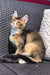 Tabby kitten lounging on a woven chair with a Golden Maine Coon vibe