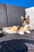 Calico kitten relaxing on a woven chair near a Golden Maine Coon