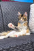 Tabby cat chilling on a wicker chair, perfect for your Golden Maine Coon vibes