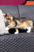 Tabby kitten on a stylish woven outdoor sofa next to a Golden Maine Coon