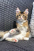 Tabby kitten relaxing on woven furniture next to a Golden Maine Coon