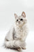 Fluffy Bro Maine Coon Kitten with gray markings sitting upright and looking adorable