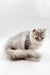 Fluffy gray and white Maine Coon kitten Bro sitting with tail curled around