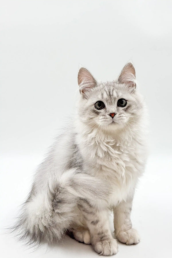 Fluffy white Maine Coon kitten Bro with gray markings and bright eyes