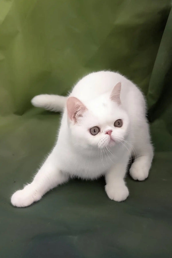 Bronya | exotic shorthair kitten