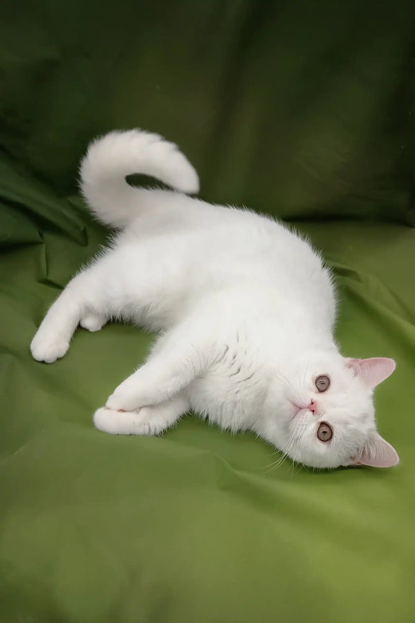 Bronya | exotic shorthair kitten