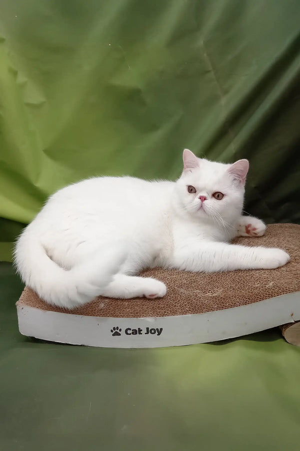 Bronya | exotic shorthair kitten