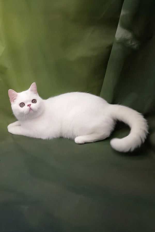Bronya | exotic shorthair kitten