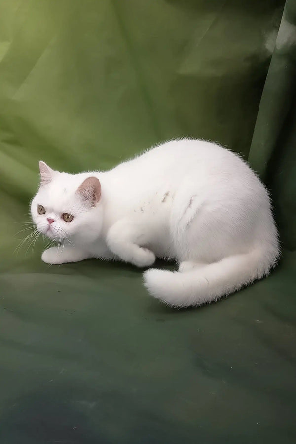 Bronya | exotic shorthair kitten