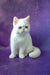 White Exotic Shorthair kitten Bronya with round eyes and a fluffy tail