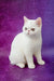 White Exotic Shorthair kitten named Bronya with stunning copper-colored eyes