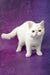 White Exotic Shorthair kitten with round eyes, the star of Bronya product line