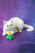 White cat cuddling with a toy flower on a purple surface for Bronya the Exotic Shorthair