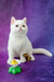 White cat sitting upright with a toy flower next to Bronya Exotic Shorthair Kitten