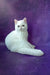 Elegant White Persian cat lounging gracefully, showcasing the beauty of Bronya Kitten