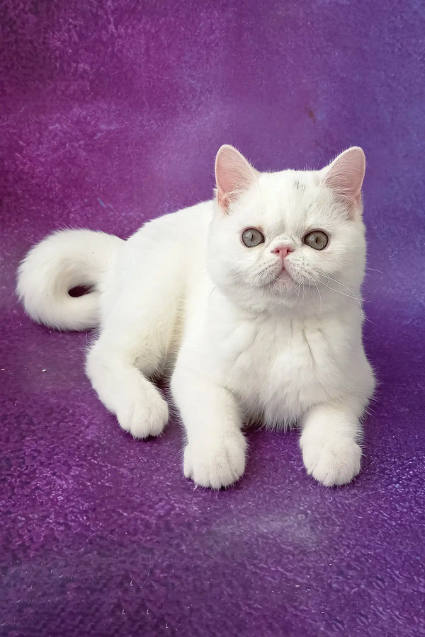 White Persian cat with round eyes lounging on its belly, perfect for Bronya’s product