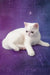 Cute White Persian cat chilling in a relaxed pose for Bronya Exotic Shorthair Kitten