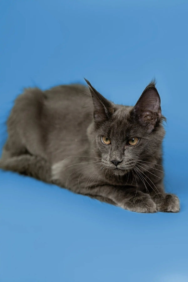 Gray Maine Coon kitten Brooklyn with pointed ears and alert expression