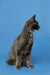 Gray Maine Coon kitten sitting upright, showcasing its alert and playful nature