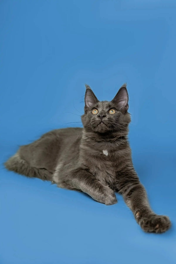 Gray Maine Coon kitten with long fur lounging and gazing up adorably