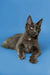 Gray Maine Coon kitten with tufted ears and long fur available in Brooklyn collection