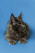 Gray Maine Coon kitten with alert ears and piercing eyes, perfect for your new pet