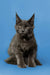 Gray Maine Coon kitten with tufts and alert look, perfect for showcasing Brooklyn