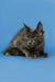 Gray Maine Coon kitten with ear tufts, perfect for your Brooklyn collection