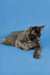 Gray Maine Coon kitten lying down with an alert expression, ready for action