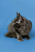 Gray Maine Coon kitten gazing curiously to the side, perfect for pet lovers