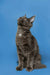 Gray Maine Coon kitten sitting upright and gazing upward, showcasing its playful spirit