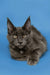 Gray Maine Coon kitten with ear tufts and alert expression, perfect for cat lovers