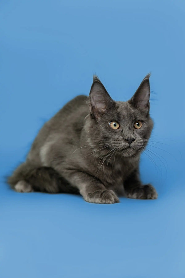 Gray Maine Coon kitten with alert ears and striking green eyes, perfect for cat lovers