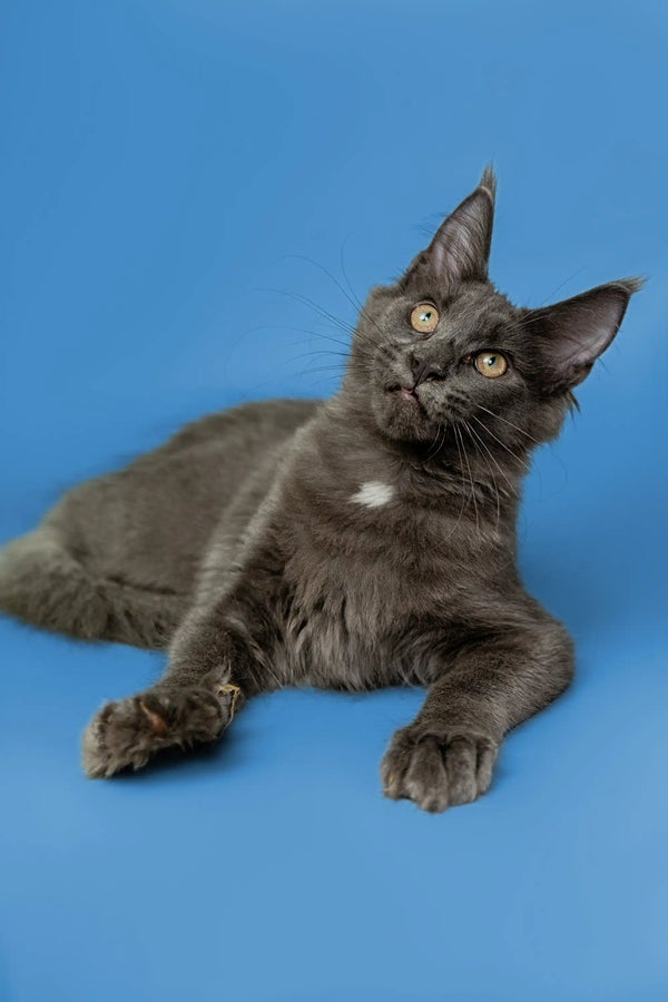 Gray Maine Coon kitten with bright eyes and alert ears, ready for adventure