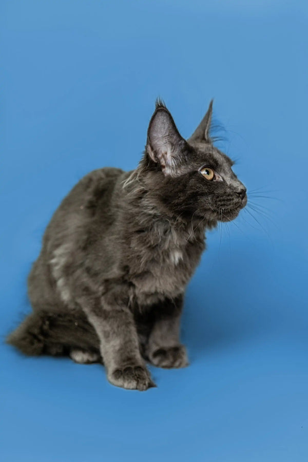 Gray Maine Coon cat with long fur and ear tufts, perfect for Brooklyn | Maine Coon Kitten