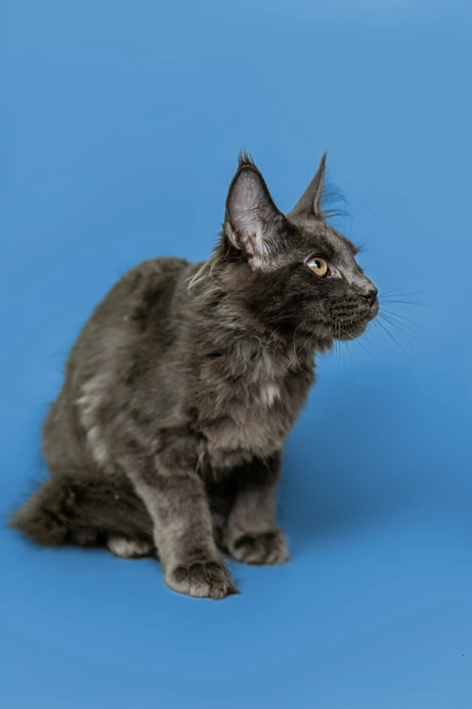 Maine Coon Kittens for Sale Brooklyn | Kitten