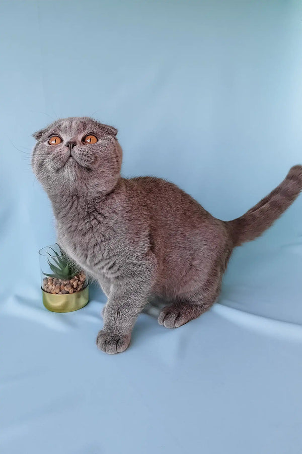 Brooklyn | scottish fold kitten