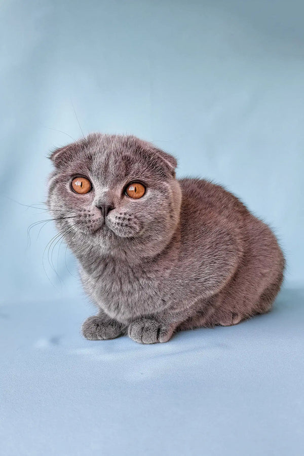 Brooklyn | scottish fold kitten