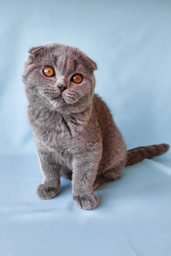 Brooklyn | scottish fold kitten