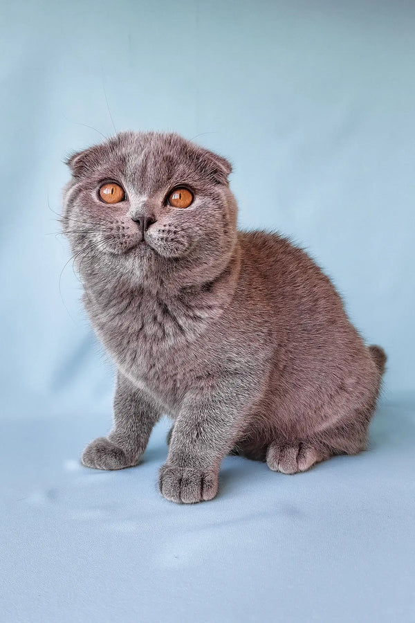 Brooklyn | scottish fold kitten