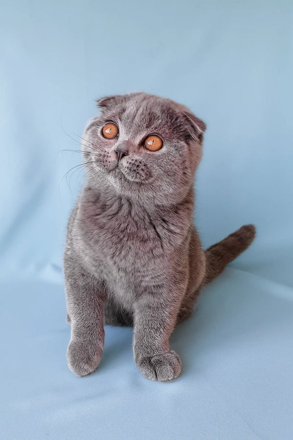 Brooklyn | scottish fold kitten