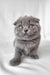 Gray Scottish Fold kitten named Brooklyn, the cutest little companion you can find