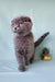Gray Scottish Fold kitten named Brooklyn in a cute playful pose