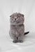 Adorable Gray Scottish Fold kitten from the Brooklyn collection, perfect for cat lovers