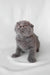 Adorable Gray Scottish Fold Kitten named Brooklyn ready for cuddles and fun