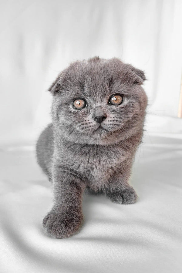 Gray Scottish Fold kitten from the Brooklyn collection, super cute and playful