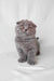 Gray Scottish Fold kitten named Brooklyn, cuddly and adorable addition to your home