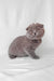 Adorable Gray Scottish Fold Kitten named Brooklyn ready for a new home