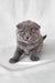 Gray Scottish Fold kitten named Brooklyn lounging adorably in a cozy setting