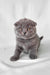 Adorable Gray Scottish Fold Kitten in the Brooklyn collection ready for cuddles